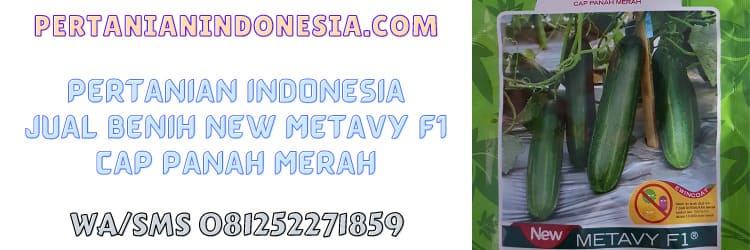 benih,ketimun,new metavy cap panah merah,cap panah merah